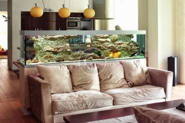 Freshwater Aquarium Setups and Care