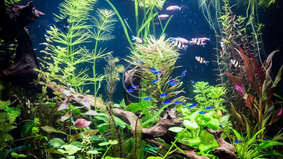 Aquarium Aquascape Design Ideas