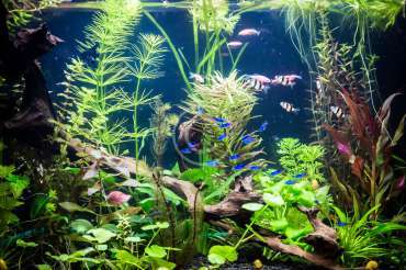 Aquarium Aquascape Design Ideas