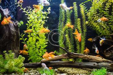 How To Acclimate Tropical Fish To Your Tank