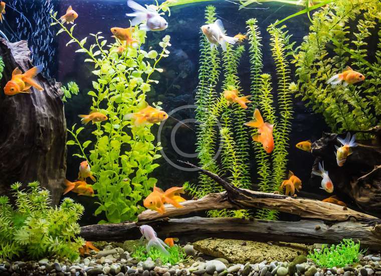 How To Acclimate Tropical Fish To Your Tank